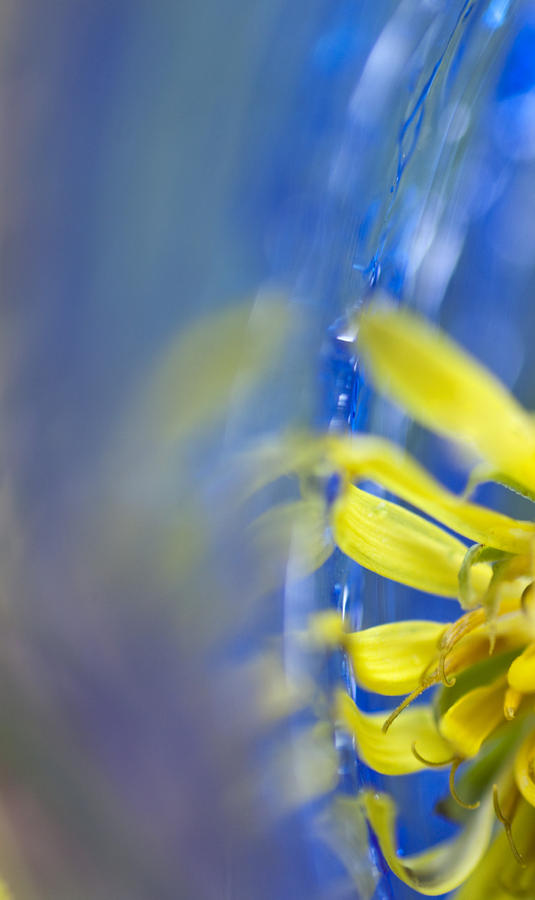 Nature Photograph - Blue Glass Petal by Sue OConnor