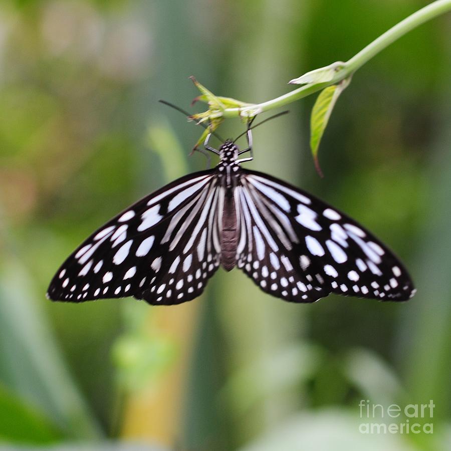 Butterfly Photograph - Blue Glassy Tiger by Paulina Roybal