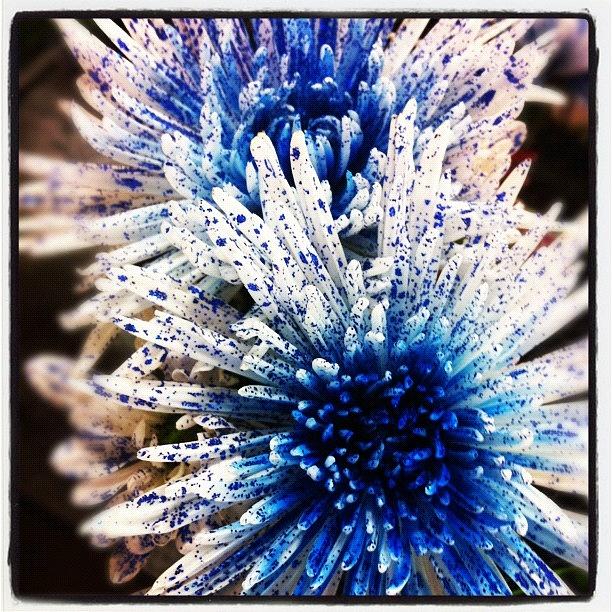 Nature Photograph - Blue Glittery Flowers by Kristina Parker
