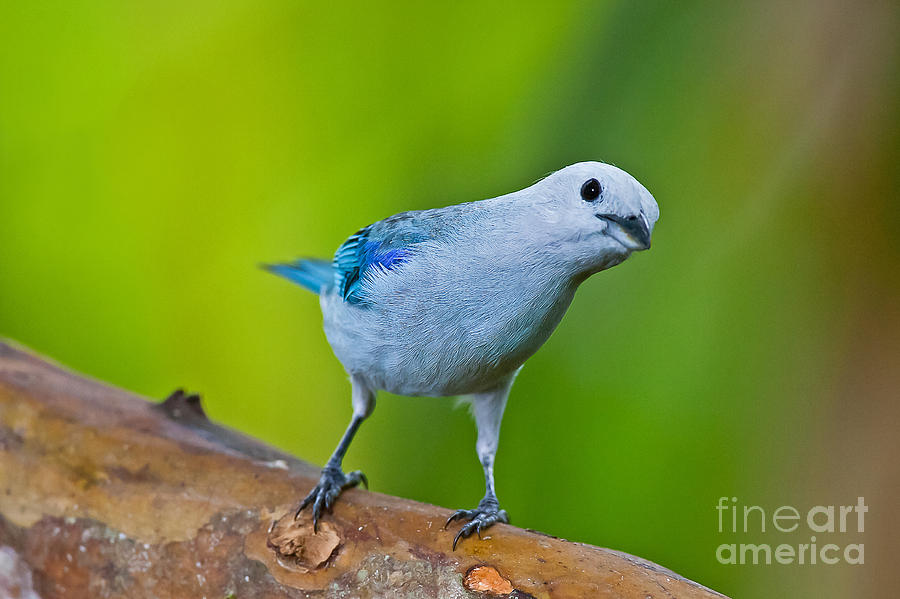Blue-gray Tanager Photograph by Jean-Luc Baron