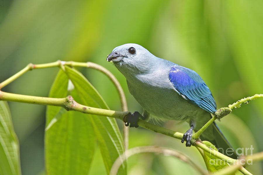 Blue-grey Tanager Photograph by Jean-Luc Baron