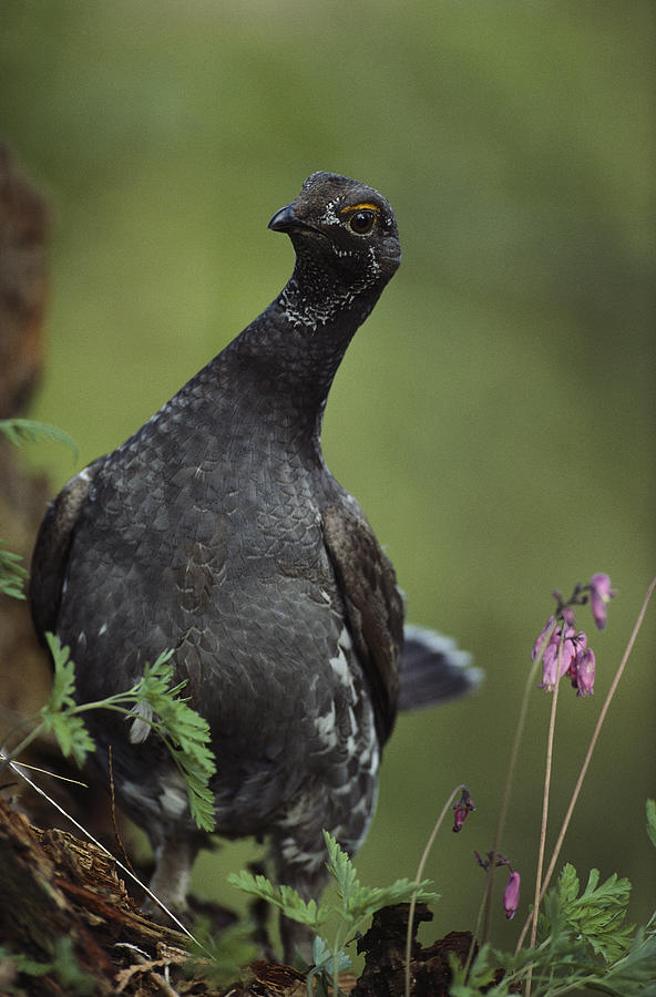 Blue Grouse North America Photograph by Tim Fitzharris