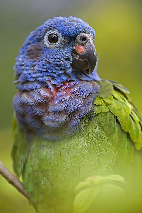 Blue-headed Parrot Photograph by Ingo Arndt
