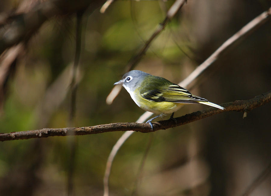 Blue-headed Vireo Photograph by Perry Van Munster
