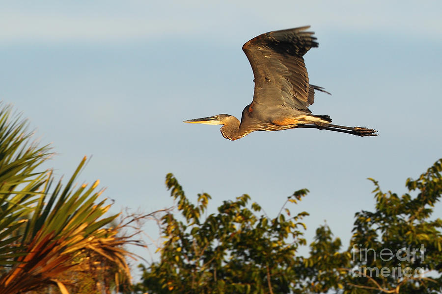 Nature Photograph - Blue Heron 3 by Rick Mann