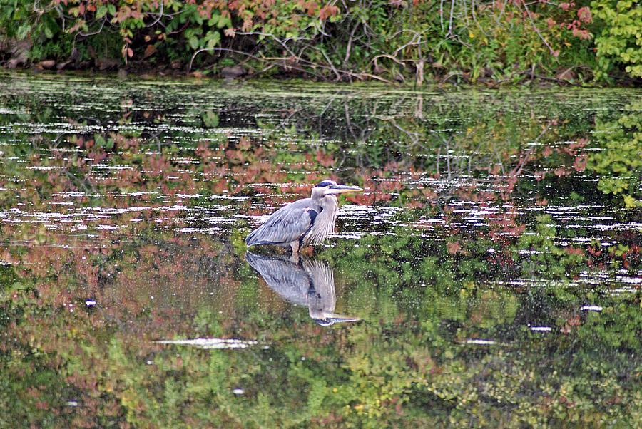 Blue Heron and Autumn Colors Photograph by Joe Faherty