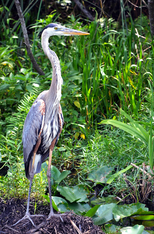 Blue Heron at the Everglades Photograph by Pravine Chester