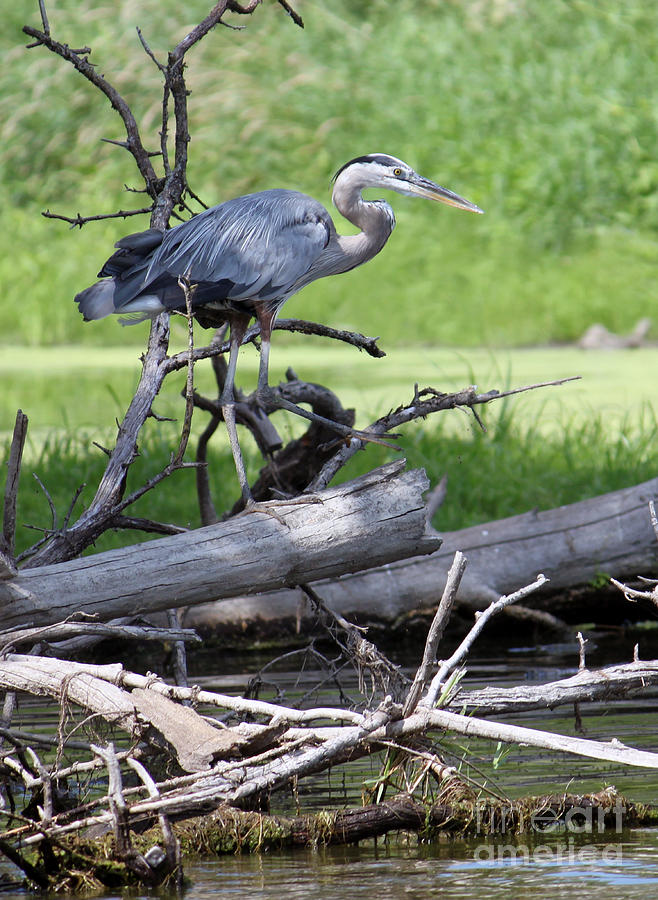 Blue Heron at the lake Photograph by Debbie Hart