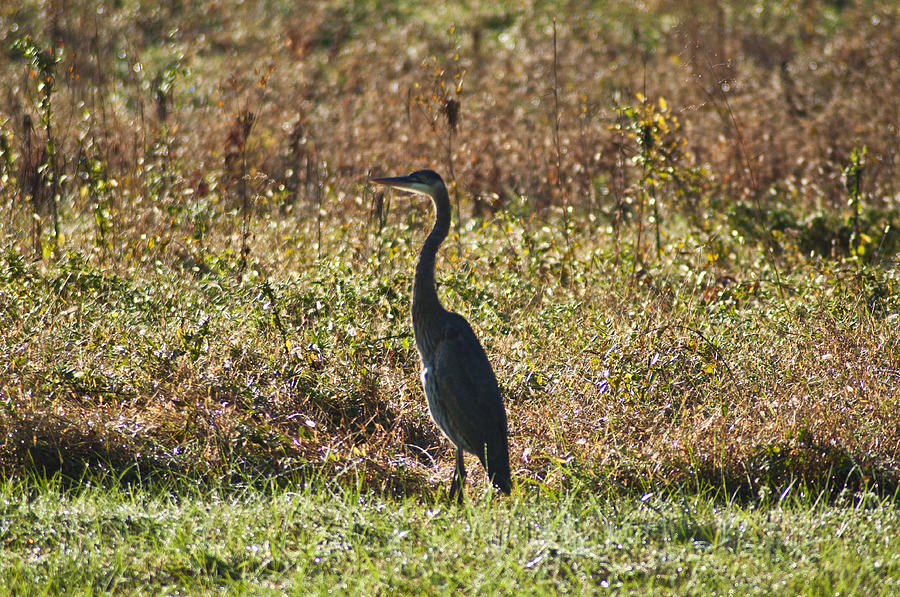Heron Photograph - Blue Heron at Valley Forge by Bill Cannon