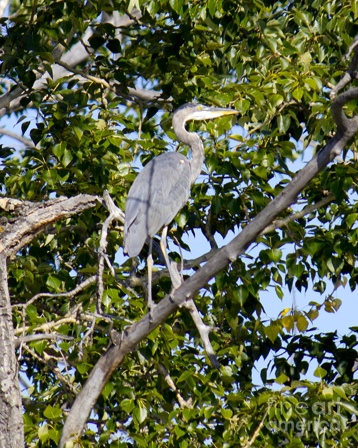 Blue Heron Photograph by Donna L Munro