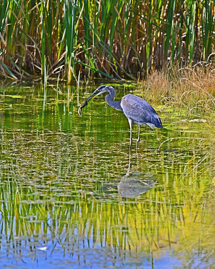 Blue Heron Eats Lunch3 Photograph by Edward Kovalsky