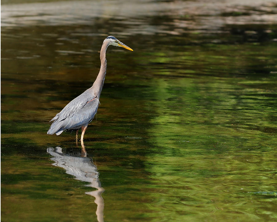 blue Heron fishing Photograph by Greg Horler - Fine Art America