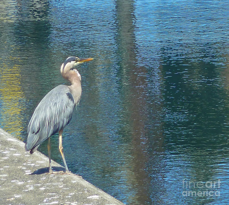 Blue Heron Photograph by Harry Strharsky