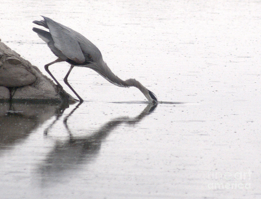 Blue Heron Hunting Photograph by John  Kolenberg