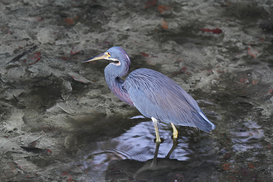 Blue Heron in Estero Bay Photograph by Juergen Roth