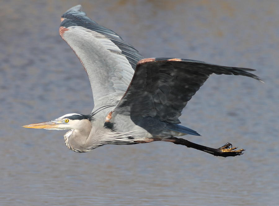 Blue Heron In Flight 2 Photograph by Glenn Lawrence - Fine Art America