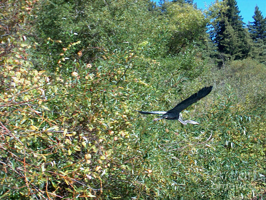 Flower Photograph - Blue Heron in Flight  by The Kepharts 