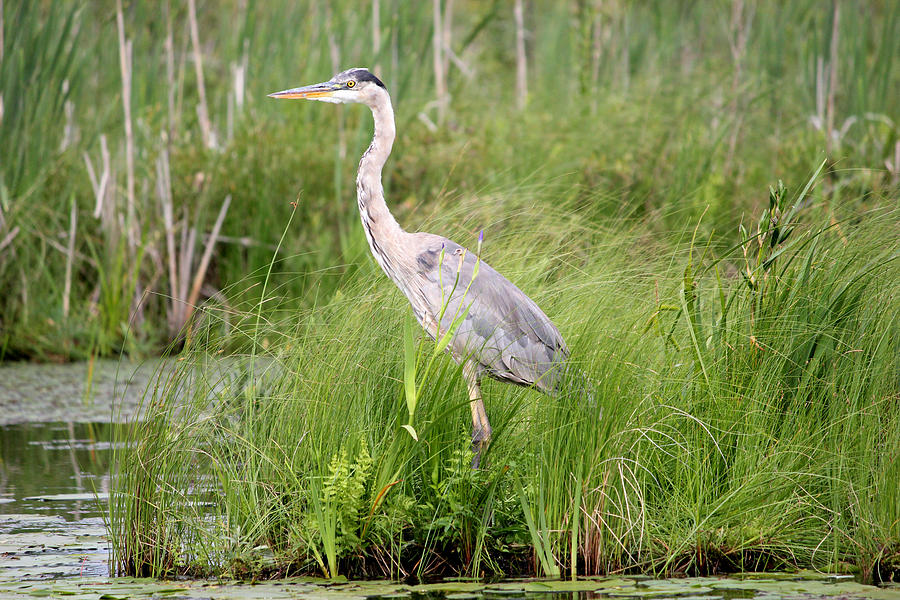 Blue Heron in Grasses Photograph by Brook Burling