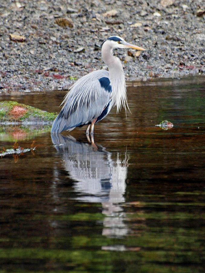 Tree Photograph - Blue Heron by Jim Moore