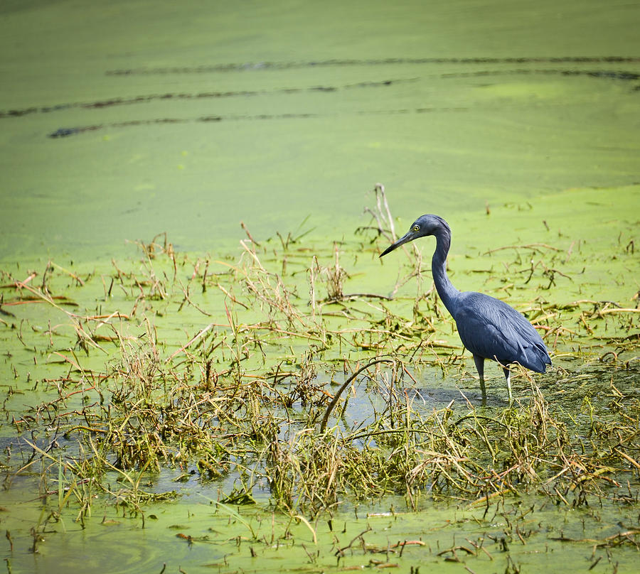 Blue Heron on Pond Photograph by Carolyn Marshall