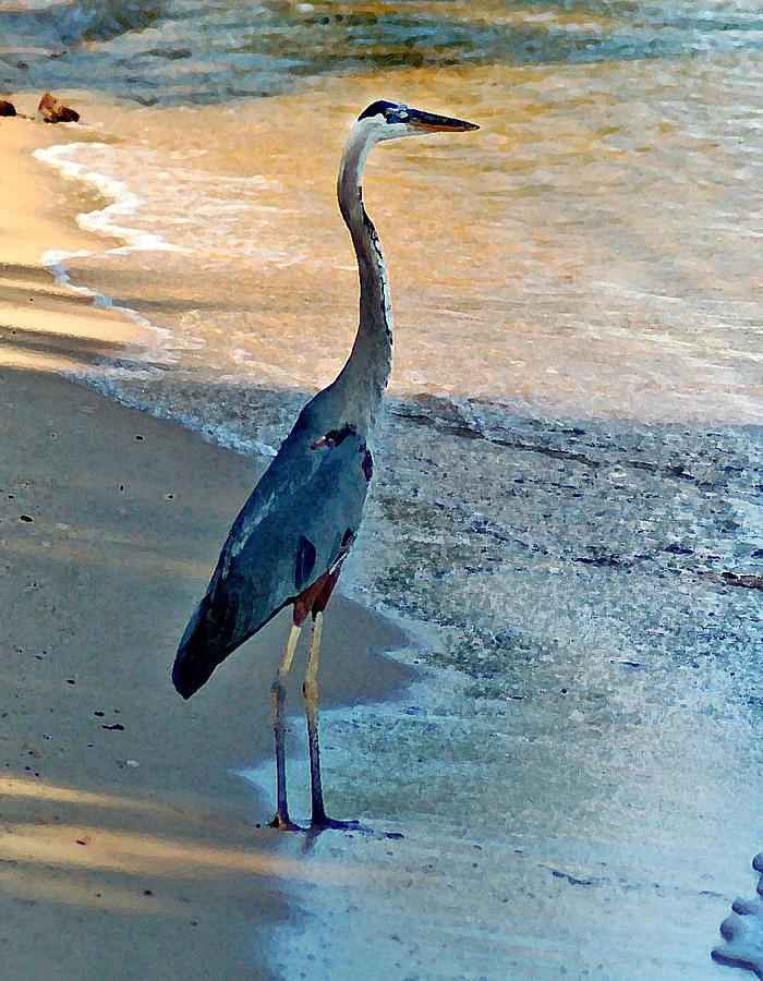 Blue Heron On The Beach Close Up by Michael Thomas