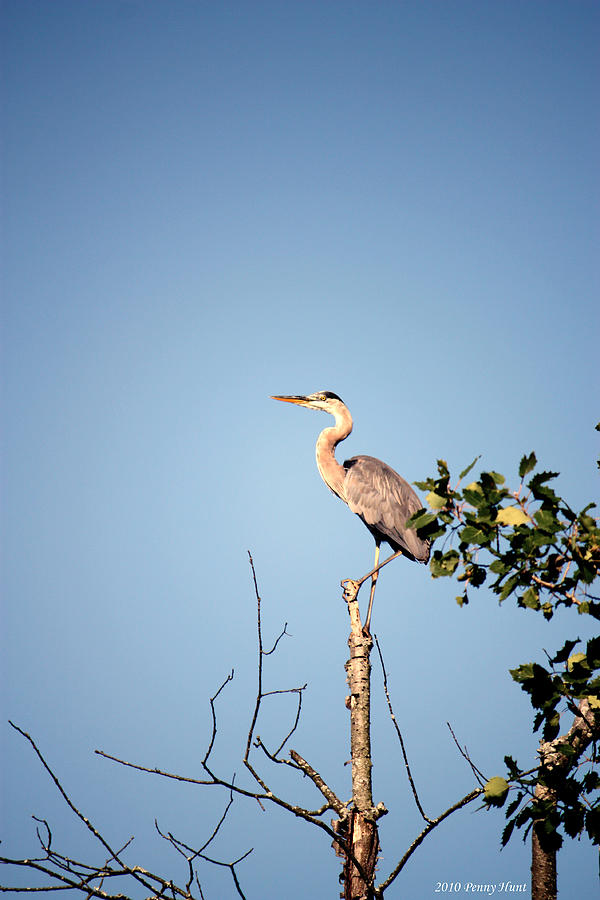Blue Heron Photograph by Penny Hunt