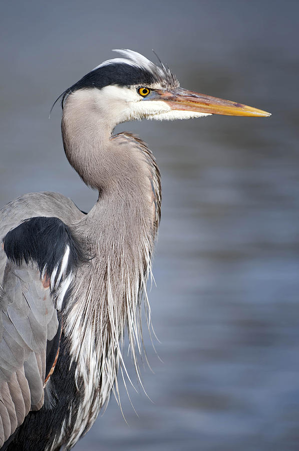 Blue Heron profile Photograph by Terry Dadswell