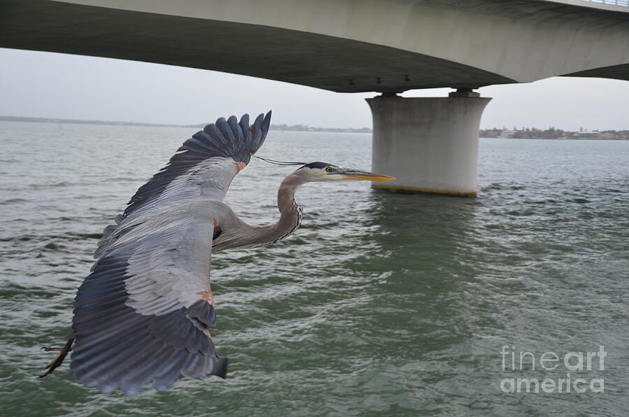 Blue Heron  Photograph by Randy J Heath