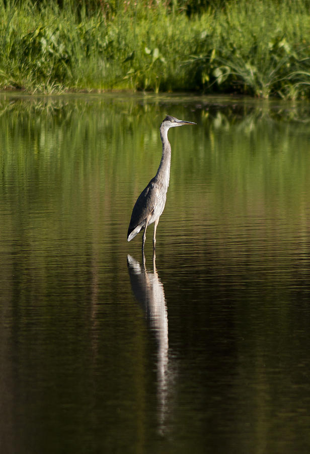 Blue Heron Reflection Photograph