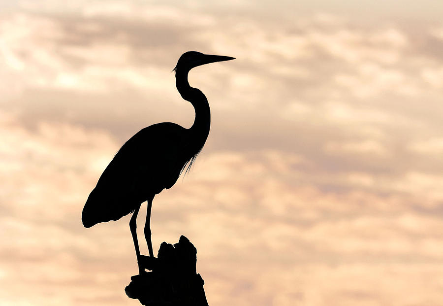 Blue Heron Silhouette Photograph by Rudy Umans