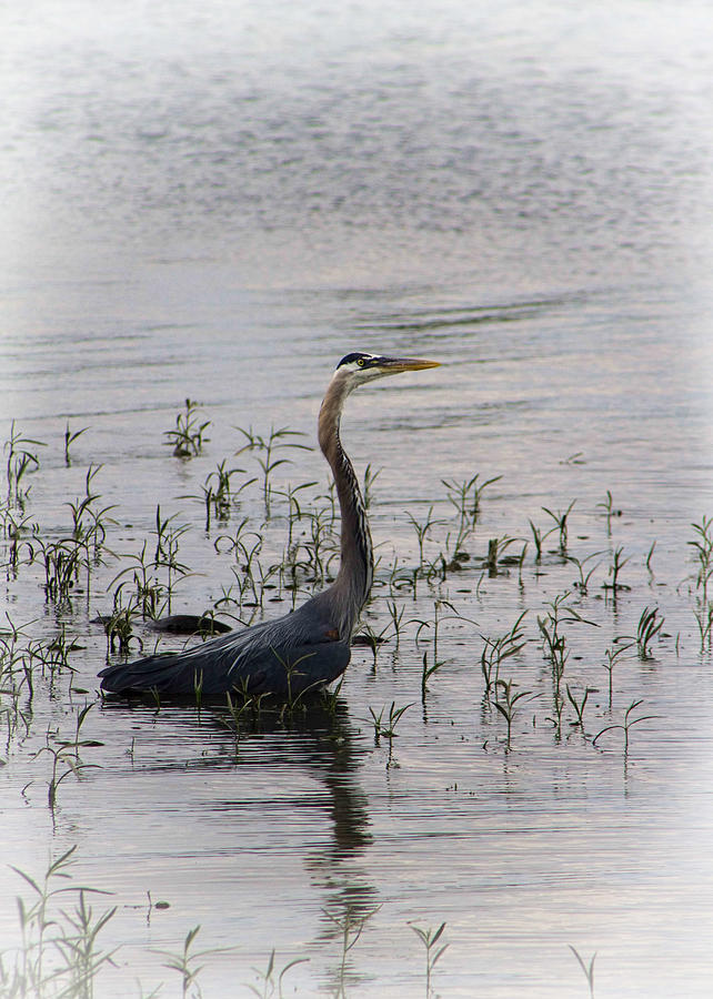 Blue Heron Wading in the Tennessee River Photograph by Kathy Clark