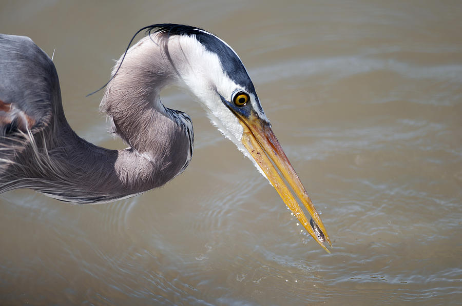 Blue Heron with fish Photograph by Terry Dadswell