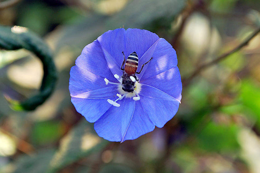 Horizontal Photograph - Blue Honey Bee Flower by Denis Shah