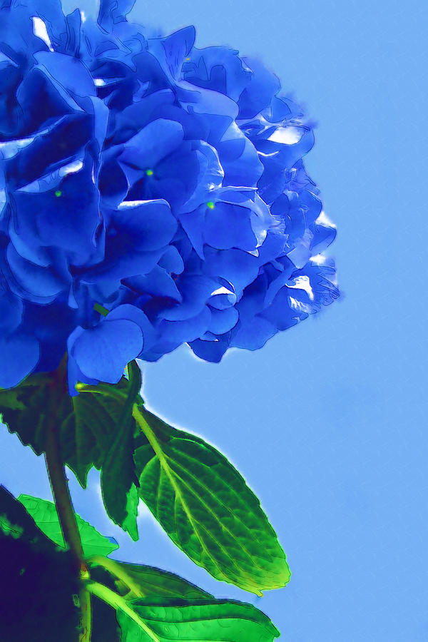 Blue Hortensia Hydrangea Photograph by Kathy Clark - Fine Art America