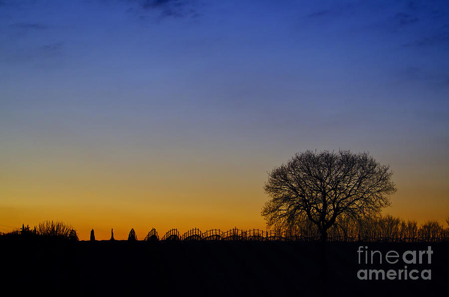 Blue hour on a wine field Photograph by Mats Silvan