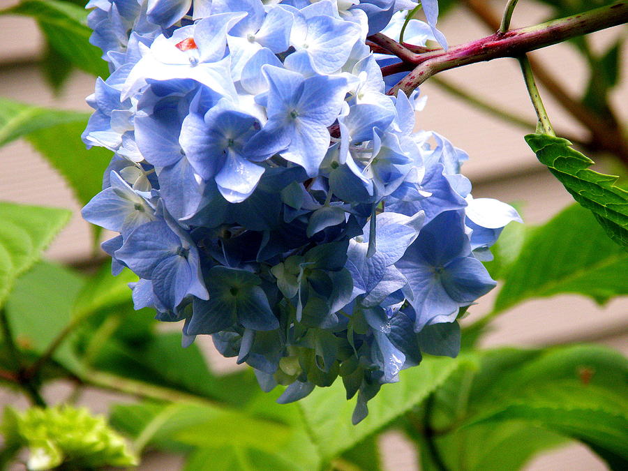 Blue Hydrangea 1 Photograph by Tatyana Searcy