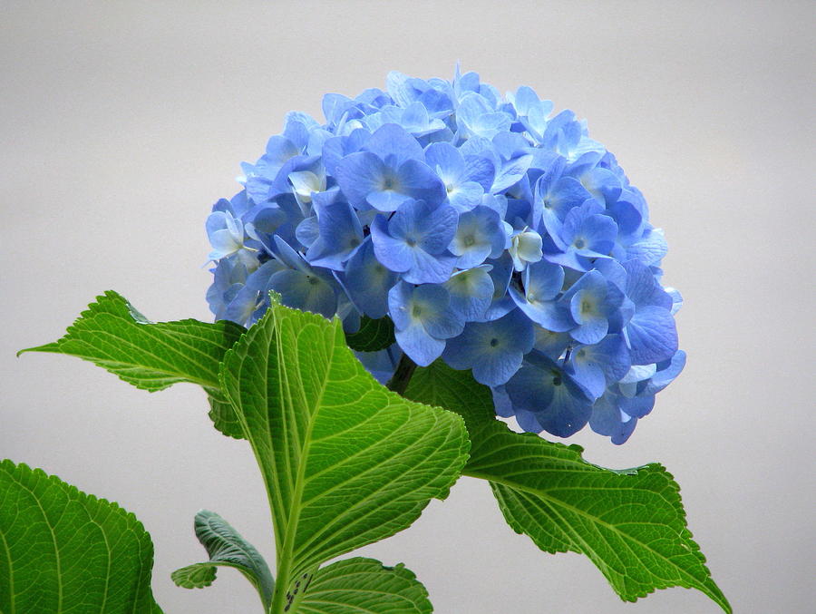 Blue Hydrangea Photograph by Angie Vogel