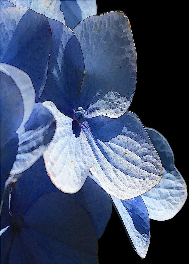 Blue Hydrangea Digital Art by Carrie OBrien Sibley