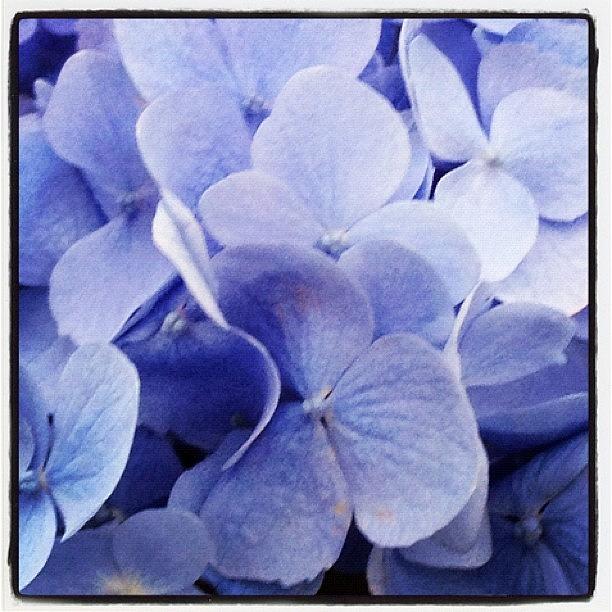 Blue Photograph - #blue #hydrangea #hortensia by Fay Pead