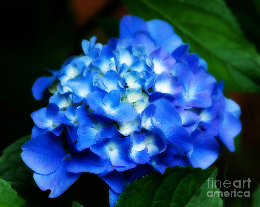 Blue Hydrangea Photograph by Jean A Chang