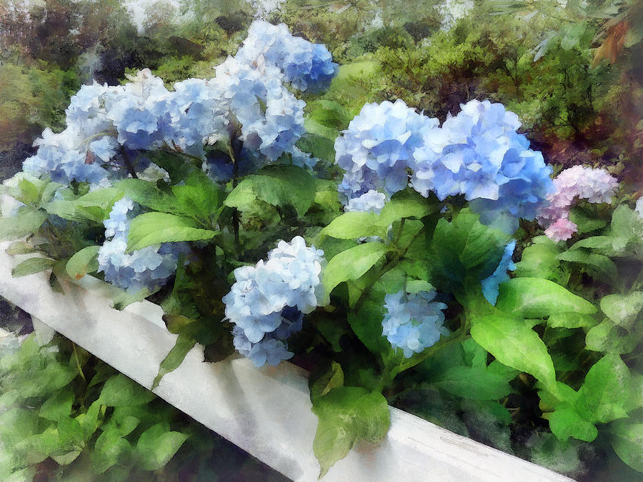 Flower Photograph - Blue Hydrangea on White Fence by Susan Savad