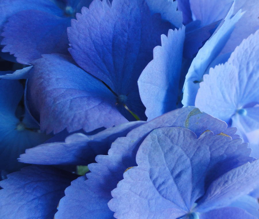 Blue Hydrangea Photograph by Shannon Grissom