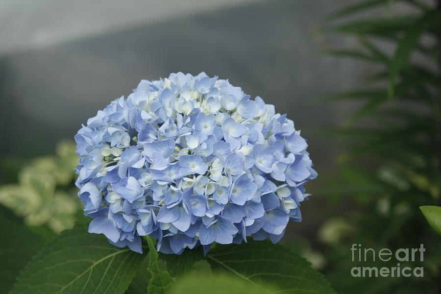 blue Hydrangea Photograph by Yumi Johnson