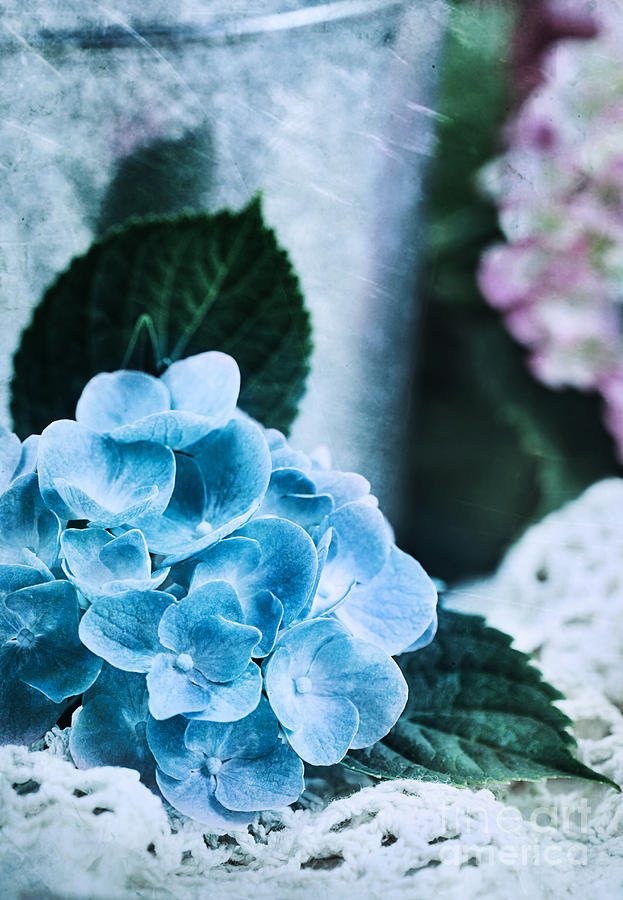 Blue Hydrangeas Photograph by Stephanie Frey