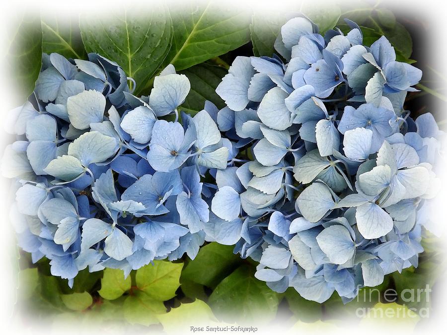 Nature Photograph - Blue Hydrangeas with Watercolor Effect by Rose Santuci-Sofranko