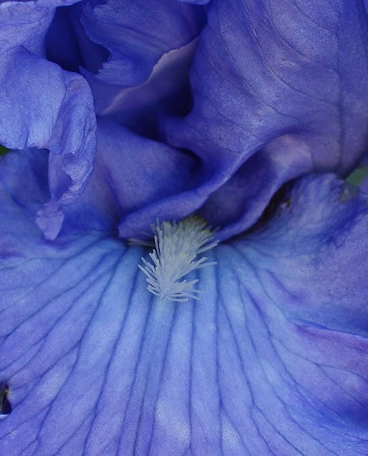 Iris Photograph - Blue Ice by Bruce Bley