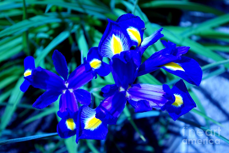 Blue Iris Photograph by Amalia Suruceanu