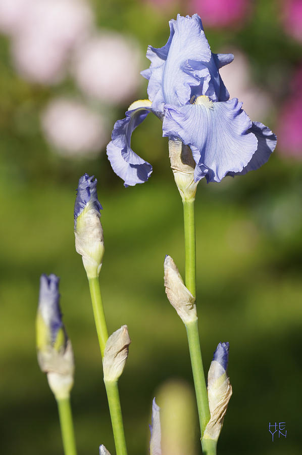 Blue Iris Close up - DSC03741 Photograph by Shirley Heyn