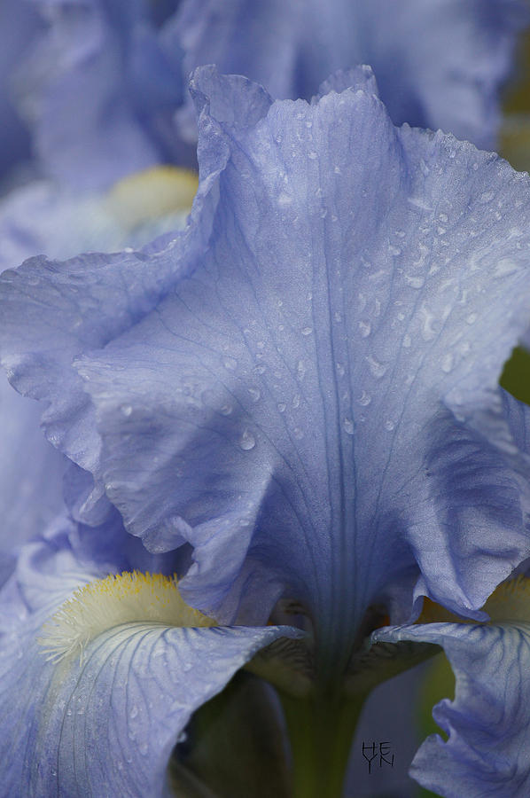 Blue Iris Closeup 2 - DSC04178  Photograph by Shirley Heyn
