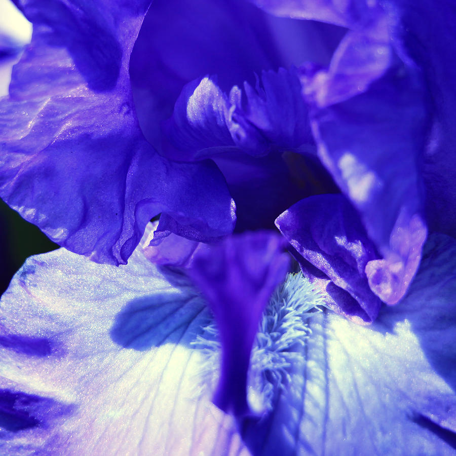 Blue Iris Photograph by Donna Corless